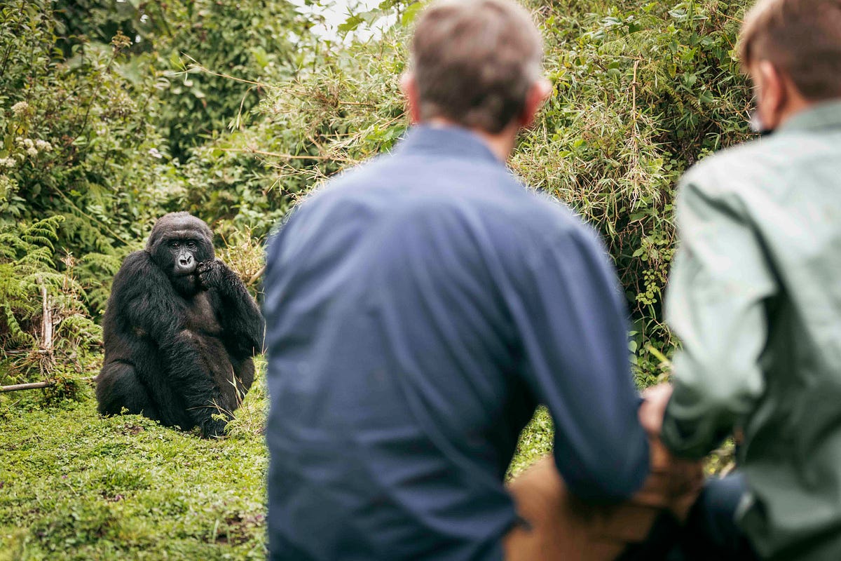 How to plan 7 Days Rwanda gorilla trekking safari itinerary 2026-2028